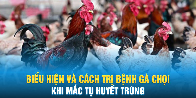 Biểu hiện và cách trị bệnh gà chọi khi mắc tụ huyết trùng