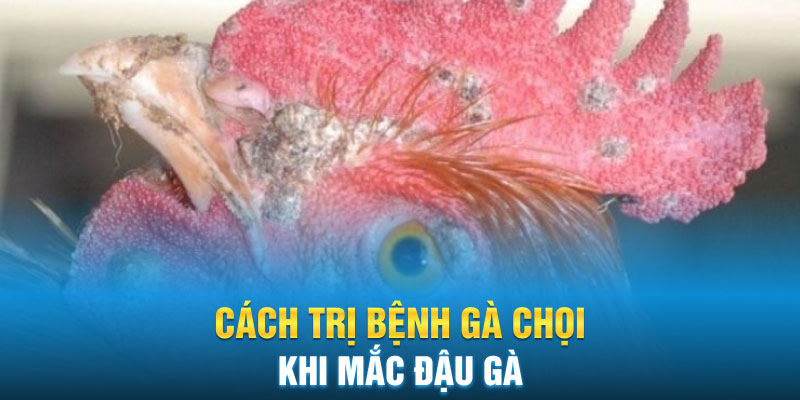 Cách trị bệnh gà chọi khi mắc đậu gà