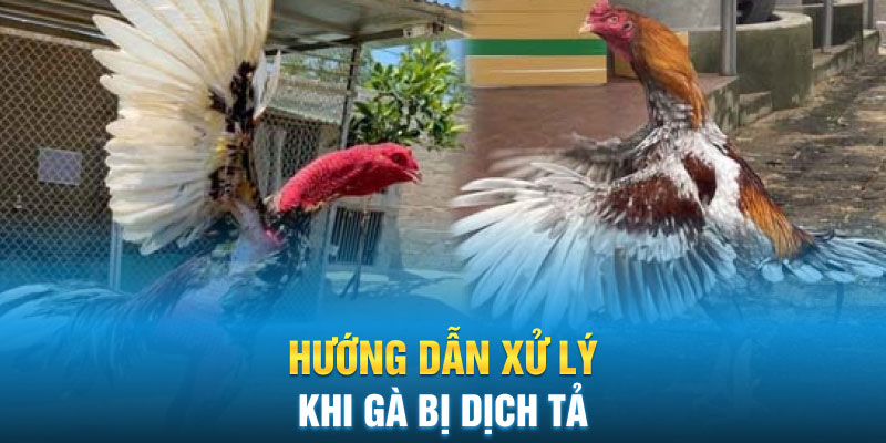 Hướng dẫn xử lý khi gà bị dịch tả