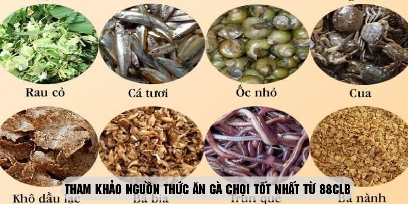 Những nhóm thức ăn tốt nhất cho sức khỏe của chiến kê