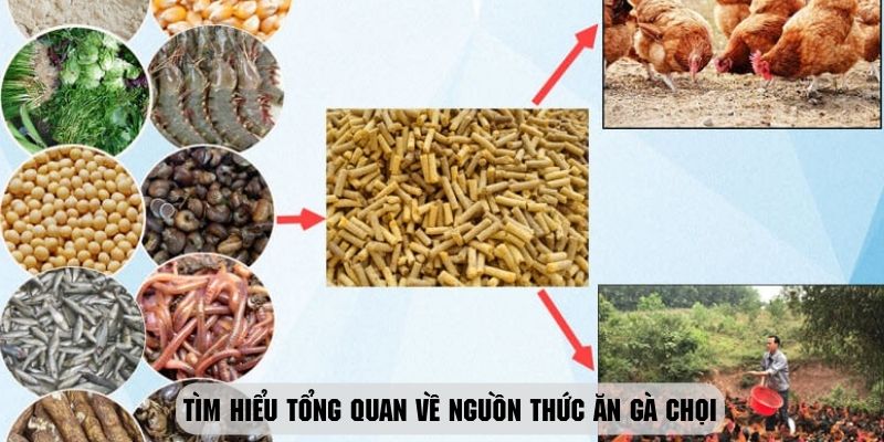 Giới thiệu sơ lược về nguồn thức ăn gà chọi và tầm quan trọng