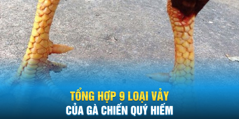 Tổng hợp 9 loại vảy của gà chiến quý hiếm